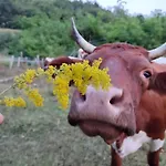 Apartma Na Vasi